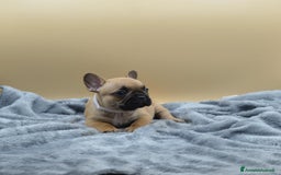 Bulldog Francese cani in vendita: Bouledogue Francese - Annuncio 3