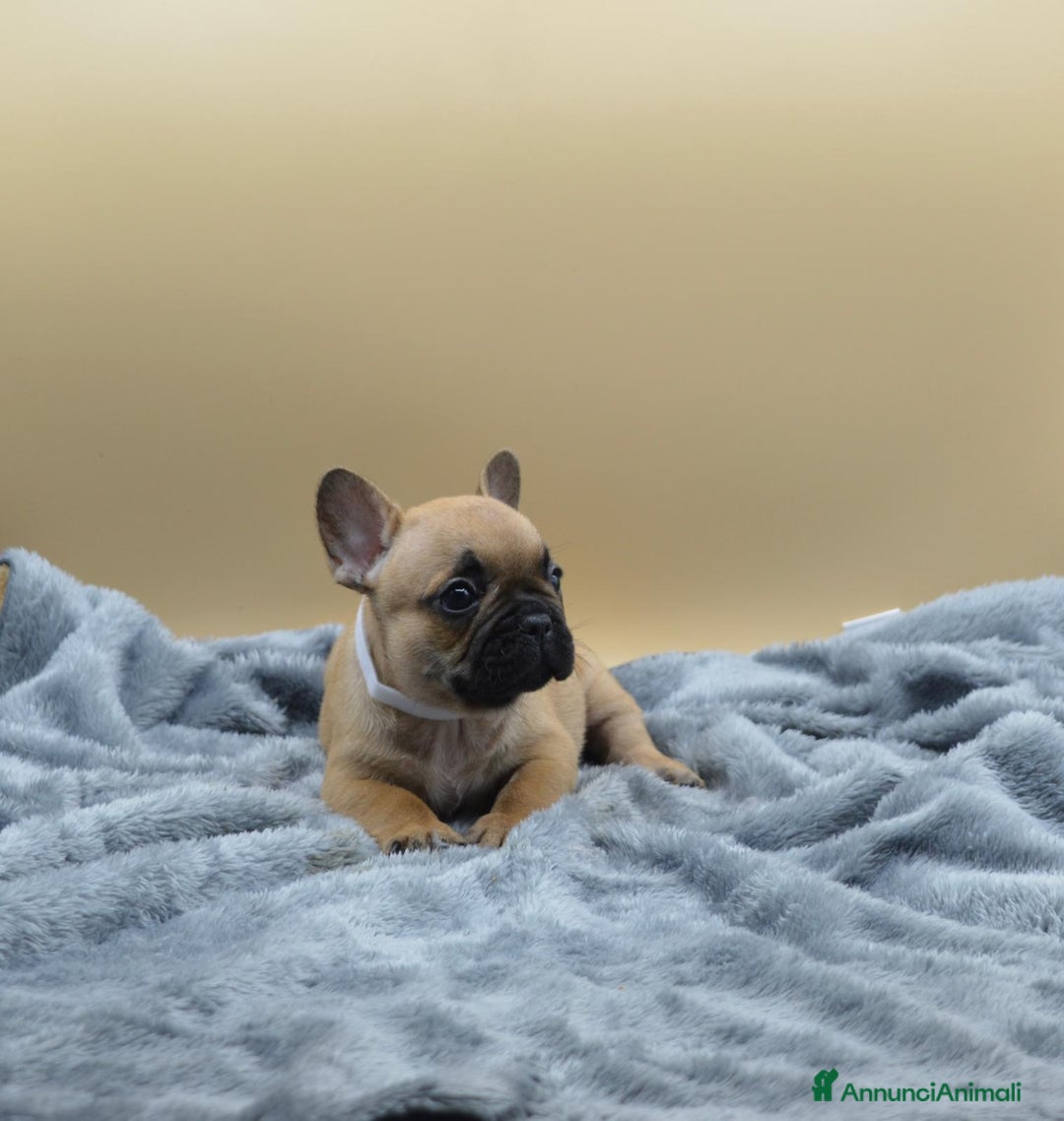 Bulldog Francese cani in vendita: Bouledogue Francese - Annuncio 3