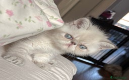 Exotic Shorthair gatti in vendita: CUCCIOLO EXOTIC Blu TabbyPoint-PREZZO INTERESSANTE a Provincia di Verona - Immagine 4