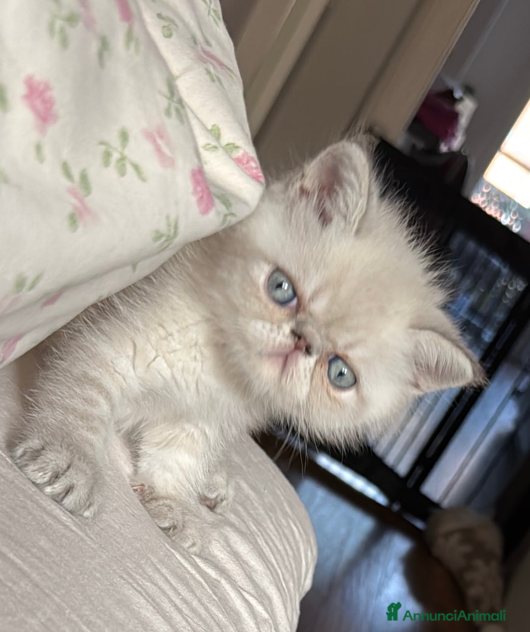 Exotic Shorthair gatti in vendita: CUCCIOLO EXOTIC Blu TabbyPoint-PREZZO INTERESSANTE a Provincia di Verona - Immagine 4