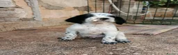 Setter Inglese cani in vendita: Setter inglese  - Annuncio 3