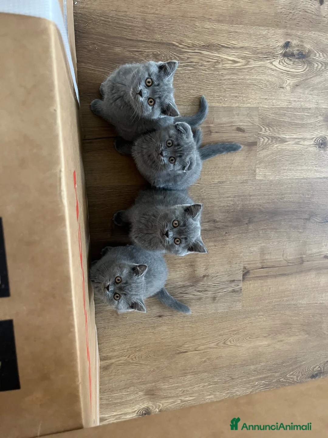 British gatti in vendita: British Shorthair  a Provincia di Treviso - Annuncio 1