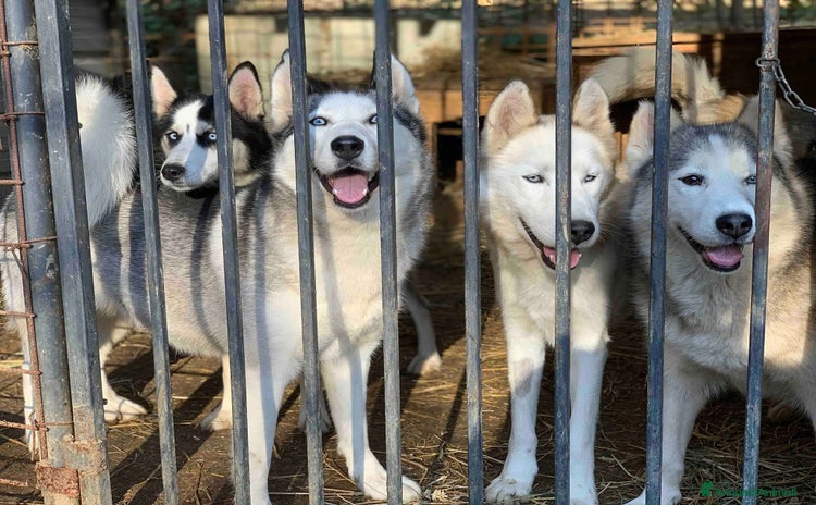 Husky cani a Città Metropolitana di Firenze - Annuncio 1
