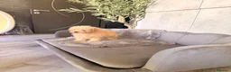 Barboncino cani in vendita: Cucciolo di barboncino - Annuncio 2