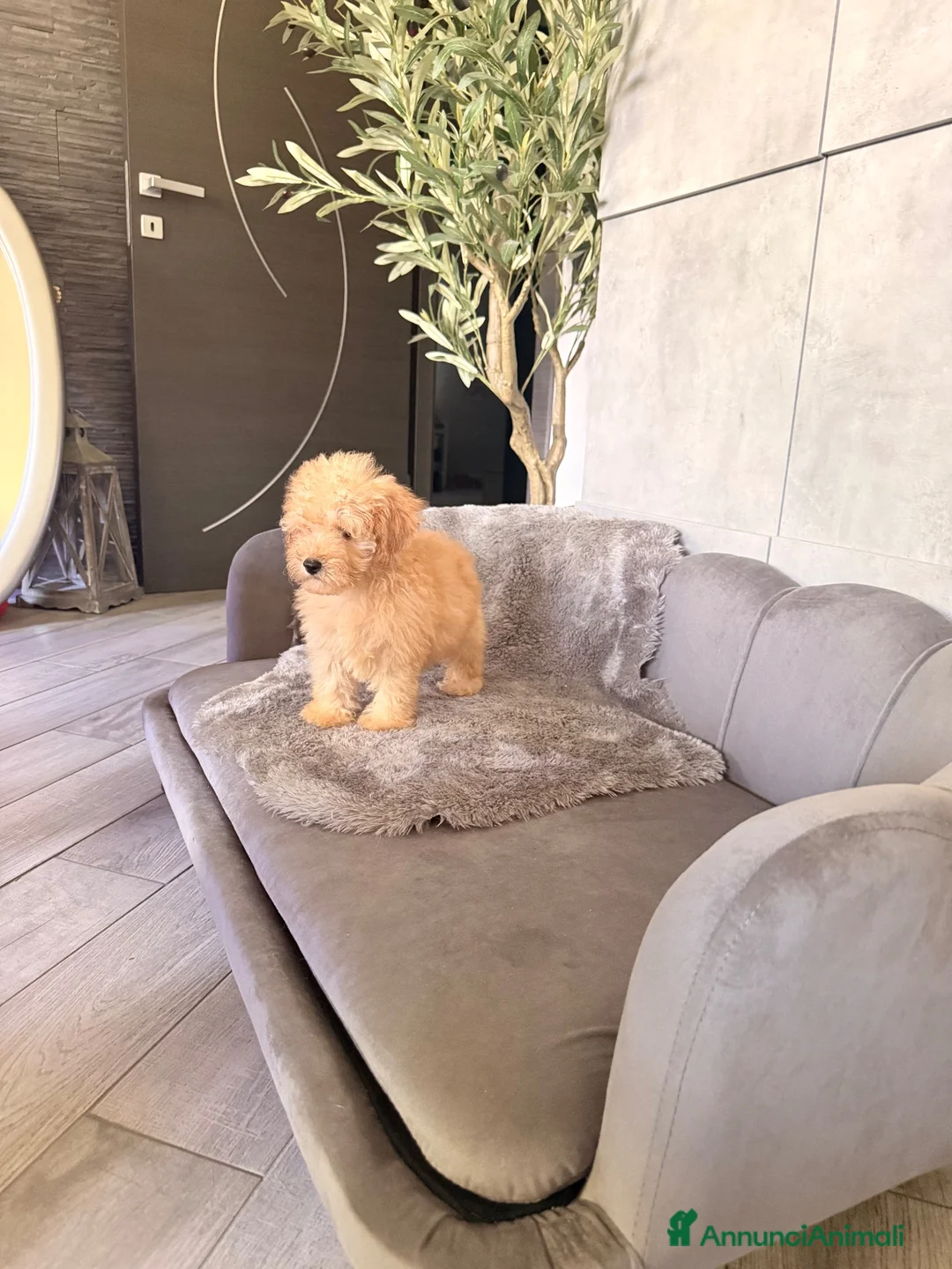 Barboncino cani in vendita: Cucciolo di barboncino - Annuncio 2