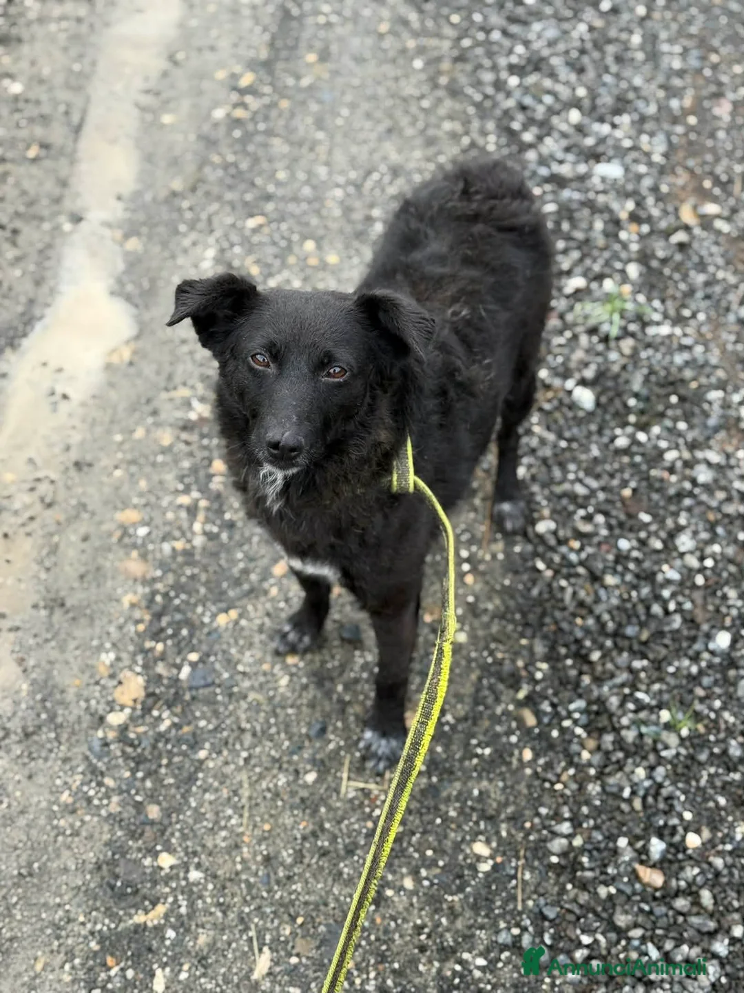 Meticcio cani in regalo: ENYA, infinitamente buona ma ignorata da tutti. - Annuncio 8