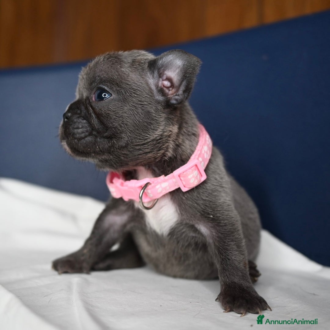 Bulldog Francese cani in vendita: 3 meravigliosi cuccioli di bulldog francese - Annuncio 4