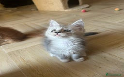 Maine Coon gatti in vendita: Maine Coon pedigree Anfi a Provincia di Modena - Immagine 30