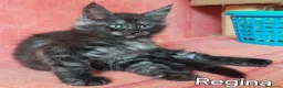 Maine Coon gatti in vendita: Cuccioli Maine Coon di tanti colori a Provincia di Alessandria - Annuncio 4