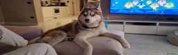 Husky cani per accoppiamento: Trek cerca amore a Provincia di Perugia - Annuncio 3