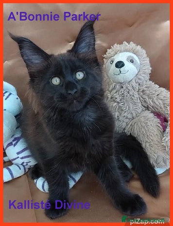 Maine Coon gatti - Annuncio 17