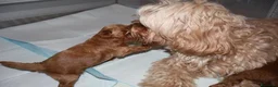 Maltipoo cani in vendita: Cuccioli di Maltipoo F1B a Città metropolitana di Milano - Annuncio 29