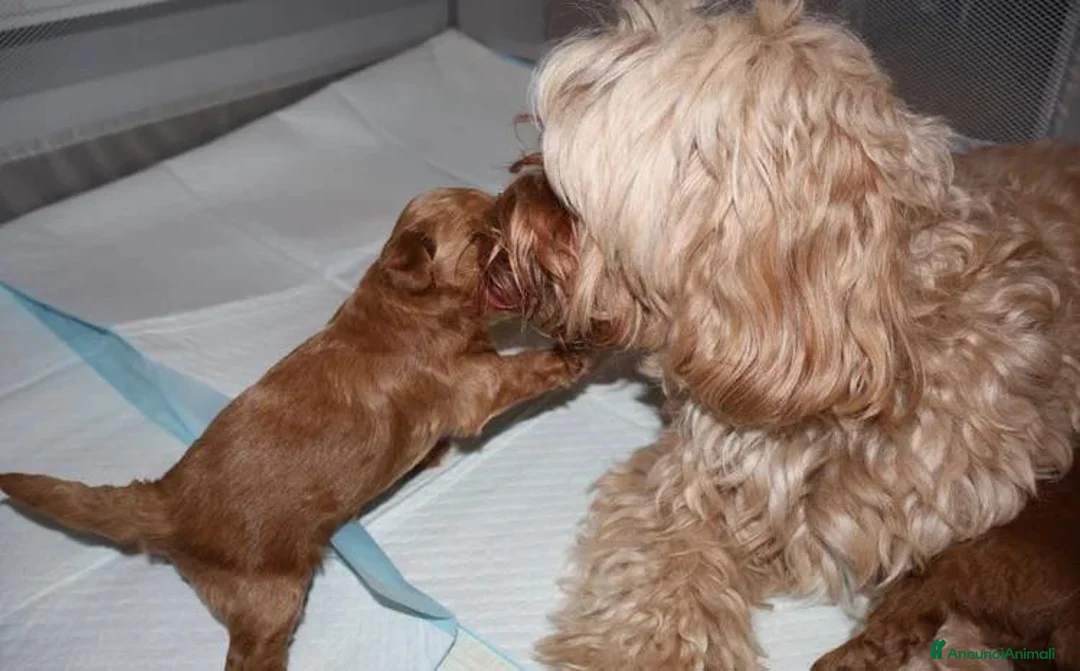 Maltipoo cani in vendita: Cuccioli di Maltipoo F1B a Città metropolitana di Milano - Annuncio 29