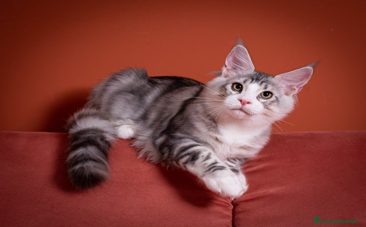 Maine Coon gatti - Annuncio 7