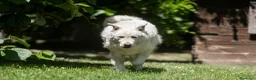 Meticcio cani in regalo: MINERVA UNA VITA DI STENTI, ORA IN CANILE - Annuncio 4