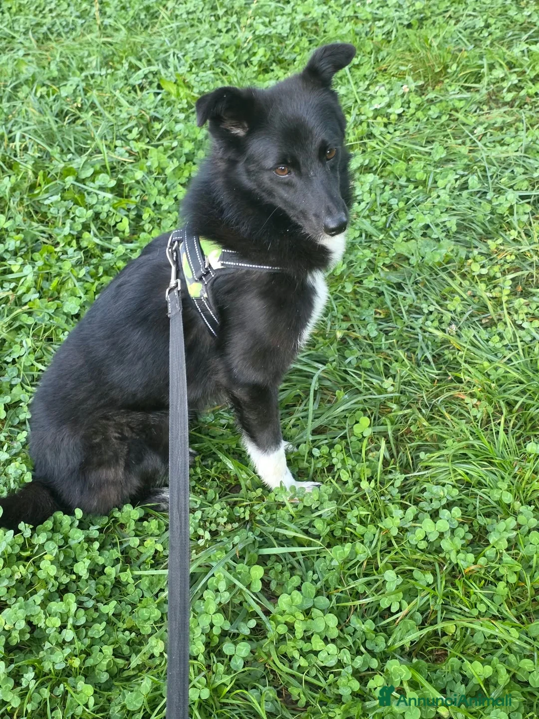 Meticcio cani in regalo: 🖤 REMO CERCA CASA 🖤 - Annuncio 3