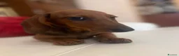 Bassotto cani in vendita: Cuccioli Bassotto Kaninchen e nano - Annuncio 27