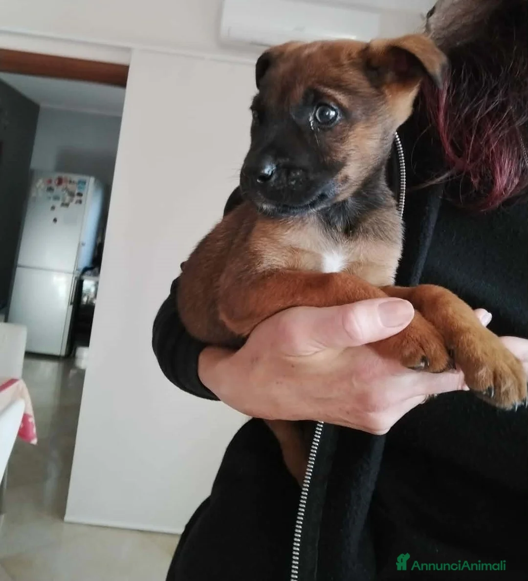 Meticcio cani in regalo: stupenda cucciola pandora in regalo - Annuncio 5