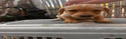 Meticcio cani in regalo: Cucciolo di taglia piccola  - Annuncio 1