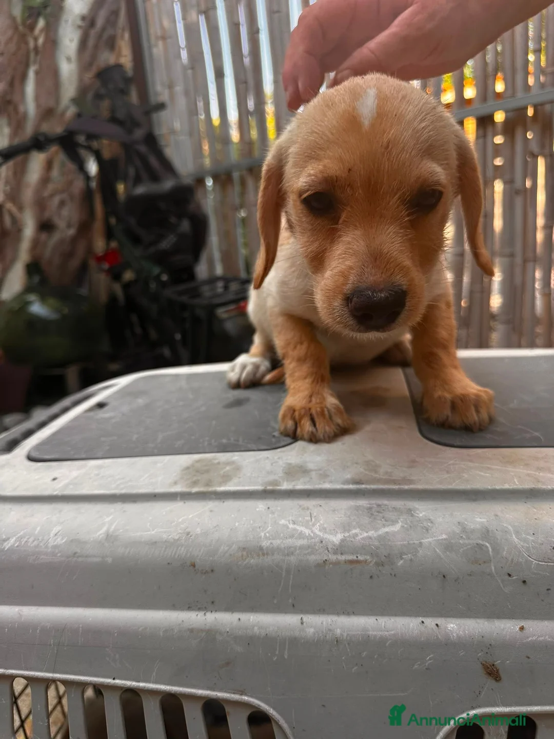Meticcio cani in regalo: Cucciolo di taglia piccola  - Annuncio 1
