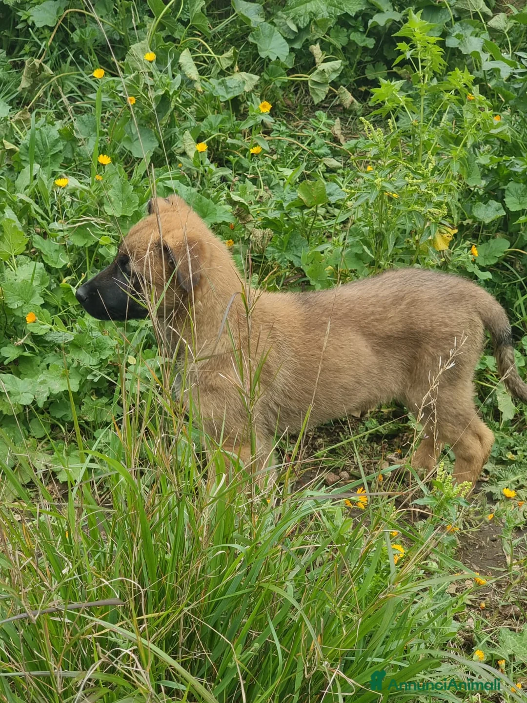 Pastore Belga cani in vendita: Allevamento Pastore Belga Malinois Potenza Matera a Provincia di Potenza - Annuncio 3