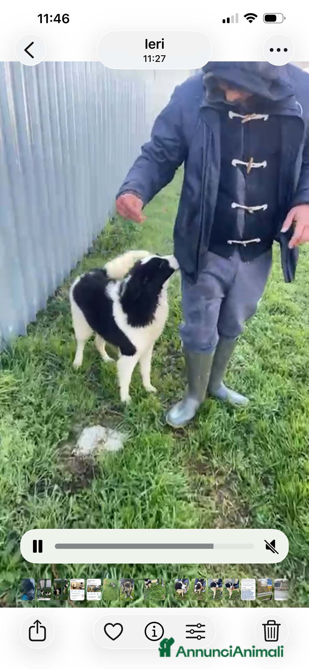 Border Collie cani in regalo: IL DOLCISSIMO SUGAR CERCA CASA - Annuncio 7