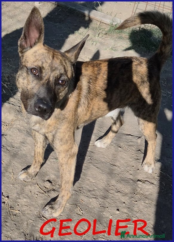 Meticcio cani GEOLIER, CUCCIOLONE 1 ANNO - Annuncio 42