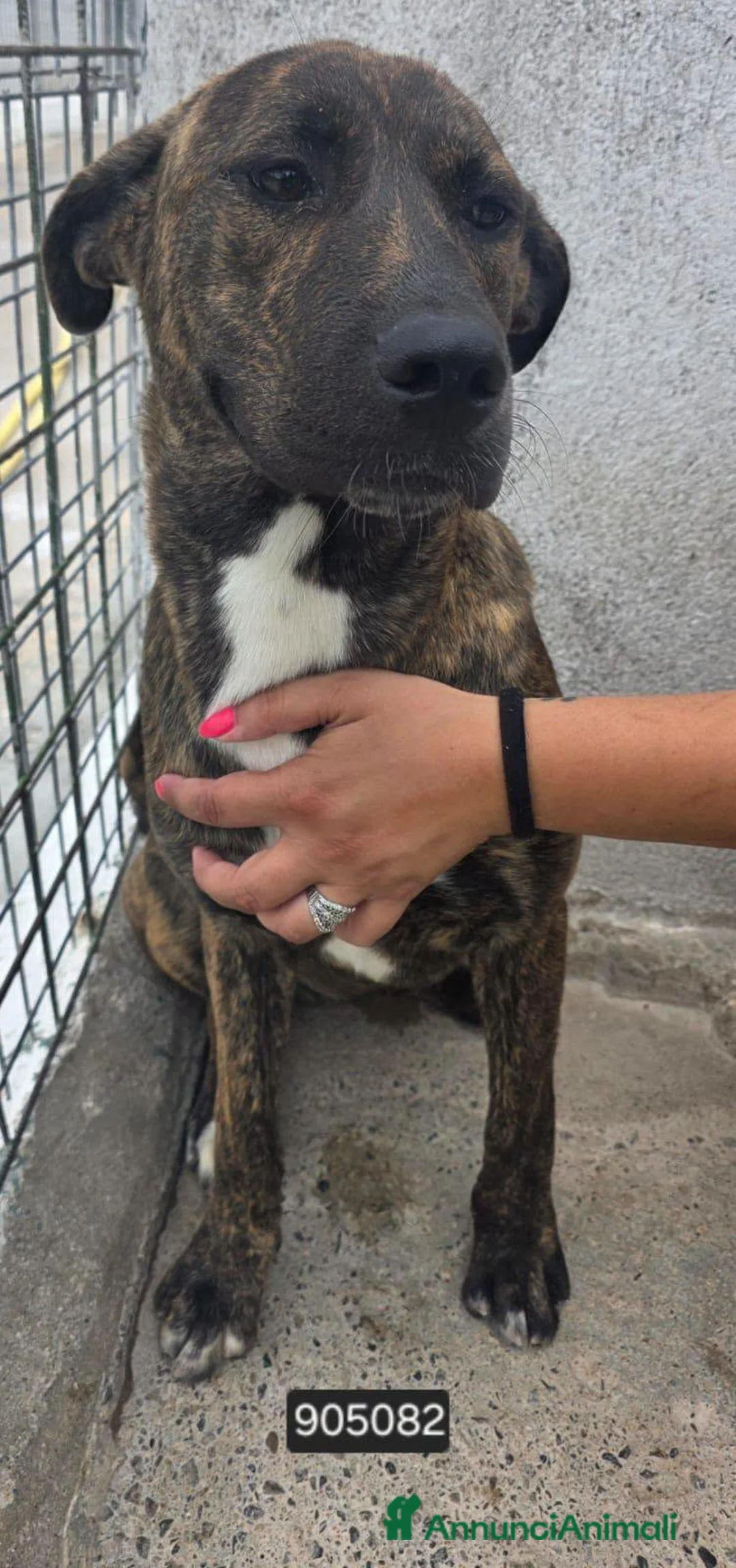 Meticcio cani in regalo: Gertrude - Annuncio 1