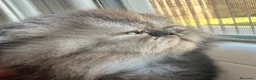 Persiano gatti in vendita: Cuccioli persiani ipertipici - Annuncio 7