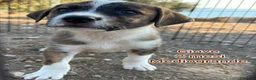 Meticcio cani in regalo: SERVONO ADOZIONI X SALVARLI  a Provincia di Modena - Annuncio 4