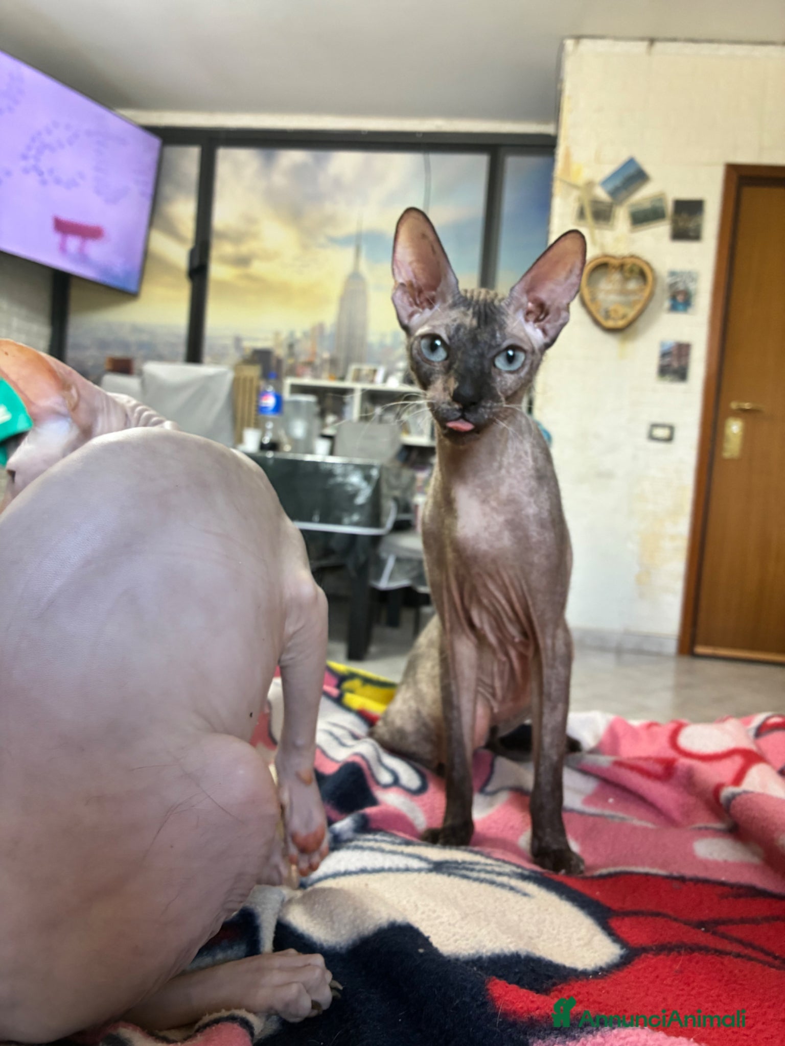 Sphynx gatti Gatta Sphynx disponibile per accoppiamento ROMA - Annuncio 1