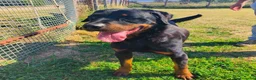Rottweiler cani in regalo: Adamo, splendido Rottweiler in adozione  - Annuncio 5