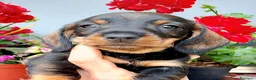 Bassotto cani in vendita: Bassotto pelo duro maschi  - Annuncio 11