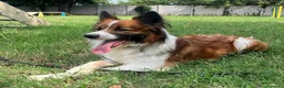Meticcio cani in regalo: CHARLIE BORDER COLLIE - Annuncio 5