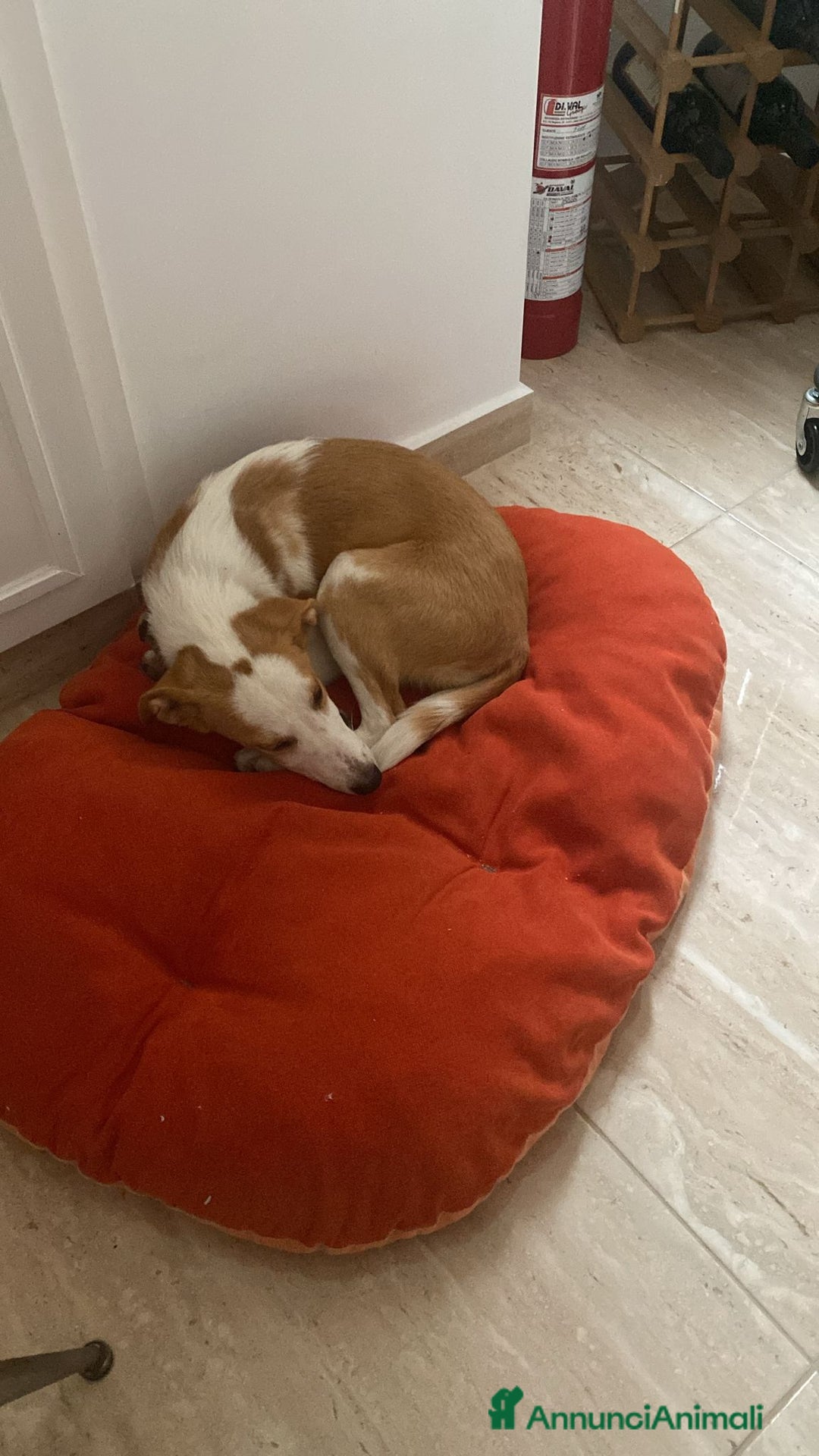 Meticcio cani in regalo: Mila, cane super dolce! - Annuncio 3