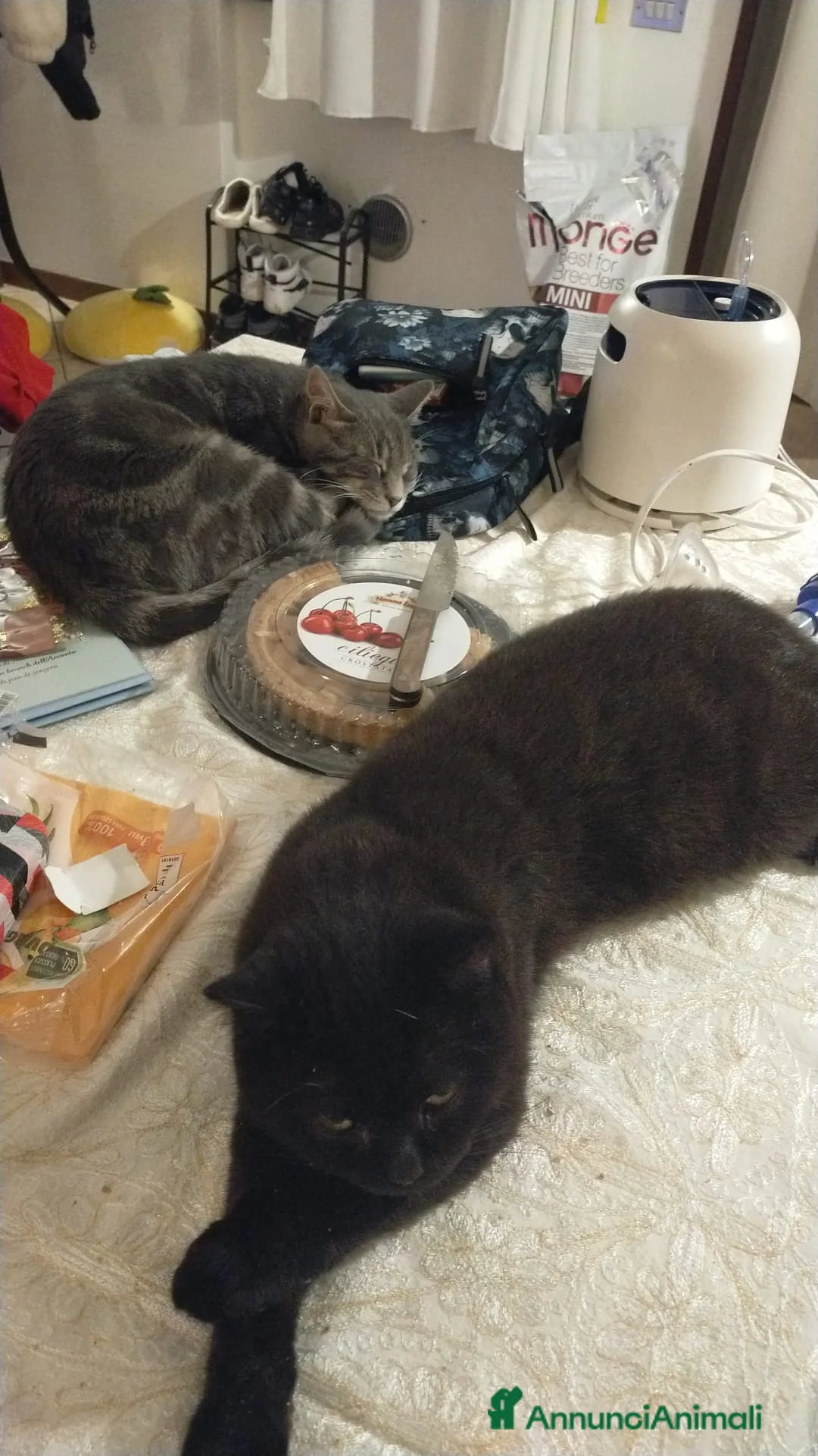 British gatti in vendita: Birillo British Chocolate (priorità accoppiamento) - Annuncio 5