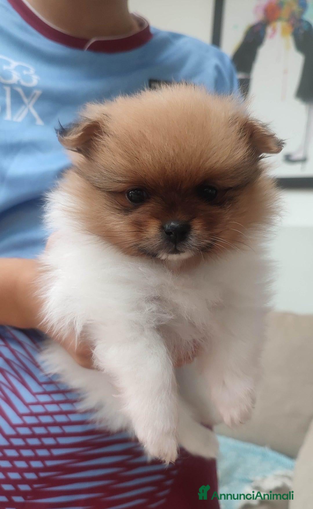 Volpino Pomerania cani in vendita: Cuccioli di Pomerania - Annuncio 7