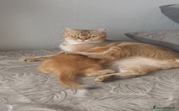 Scottish gatti in vendita: Scottish Fold - Immagine 9