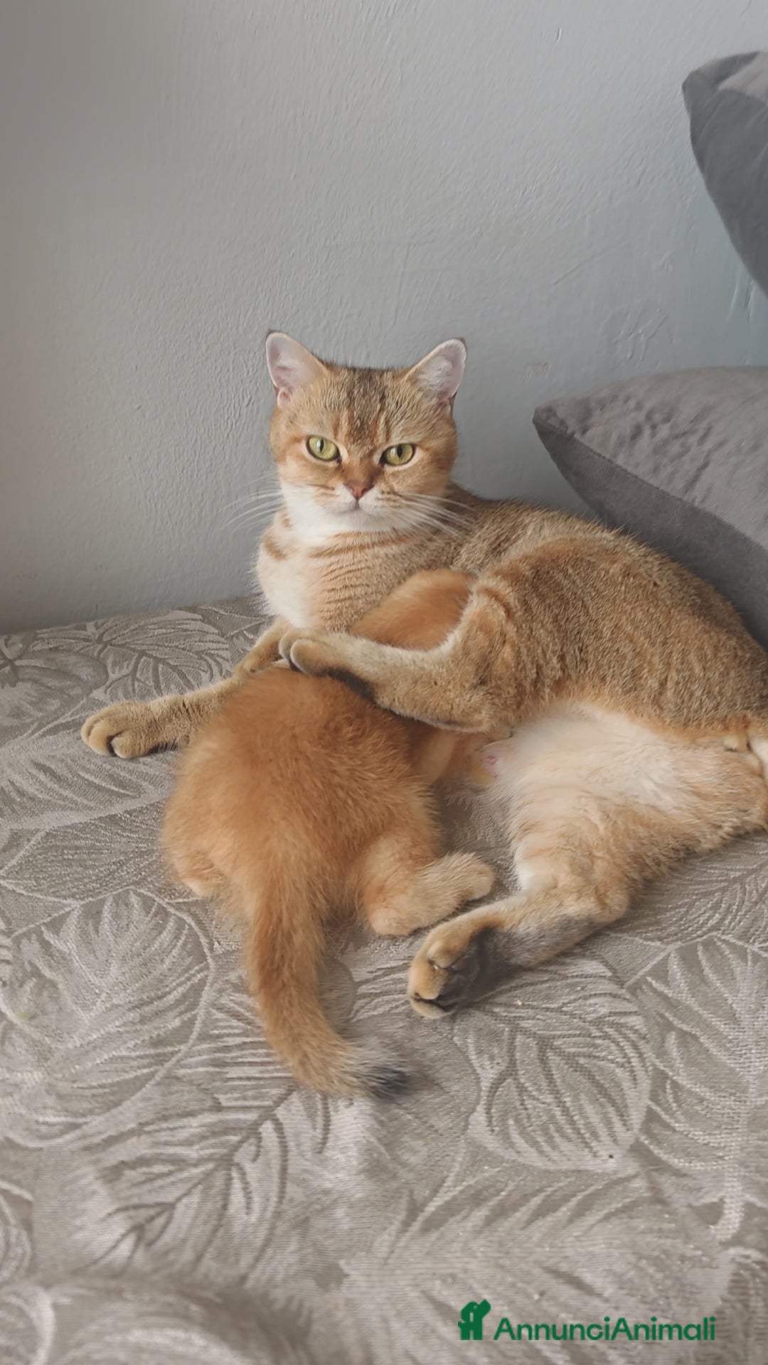 Scottish gatti in vendita: Scottish Fold - Immagine 9