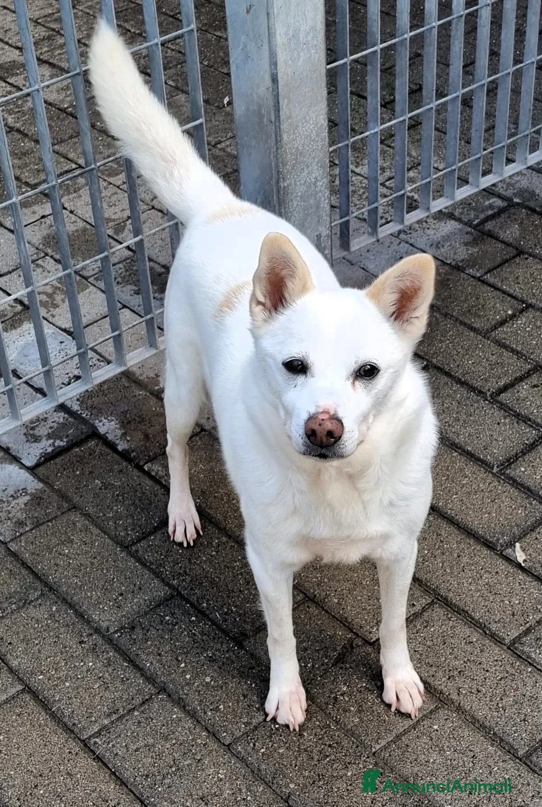 Meticcio cani in regalo: FOX DIVERSAMENTE GIOVANE - Annuncio 5