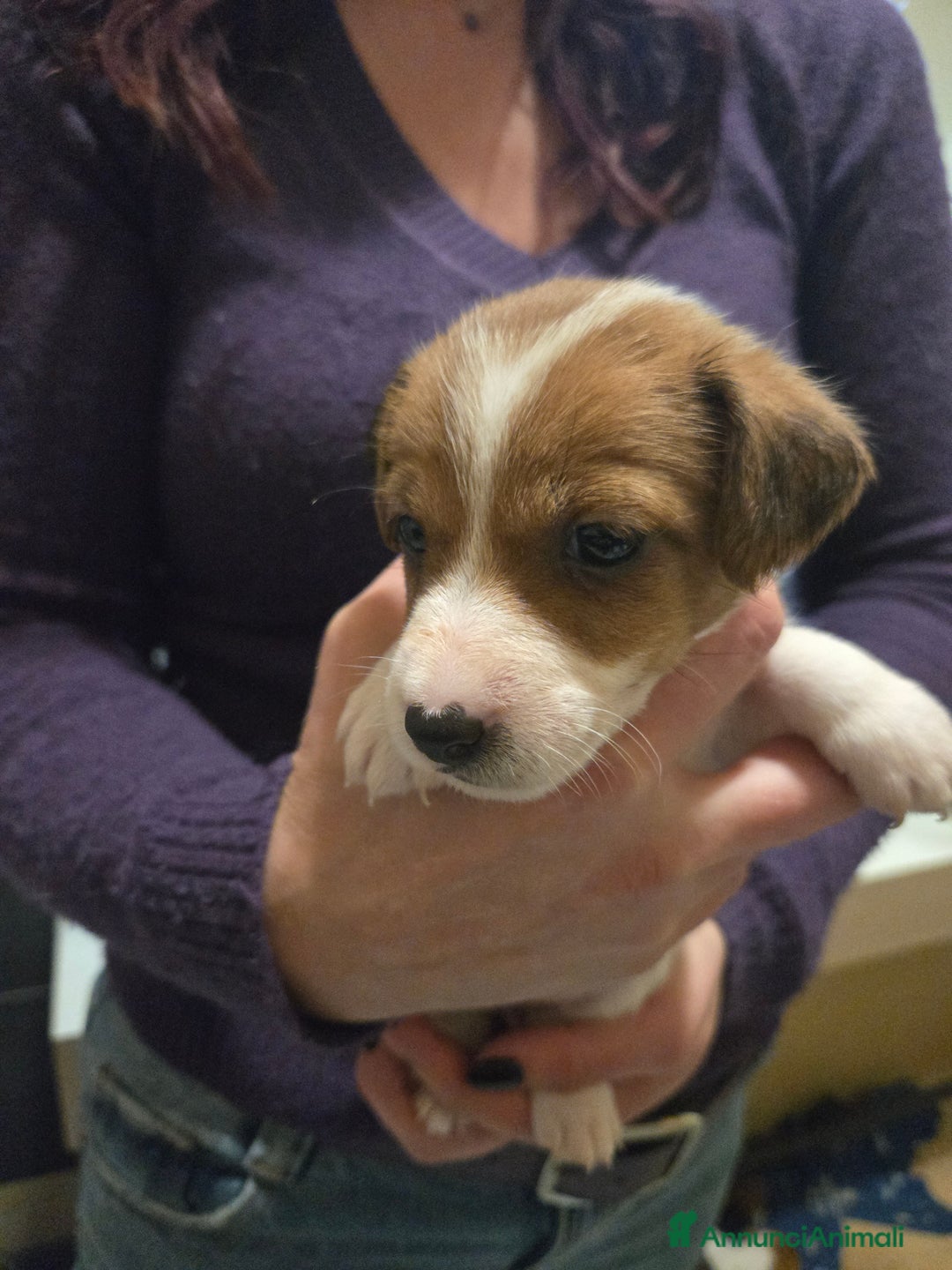 Jack Russell cani in vendita: Cuccioli Jack Russell Terrier - Annuncio 19