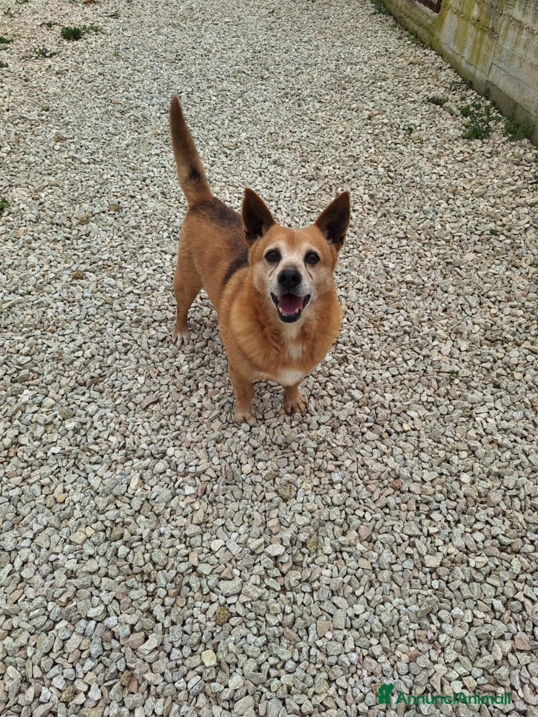 Meticcio cani in regalo: Pongo taglia piccola in adozione  - Annuncio 1