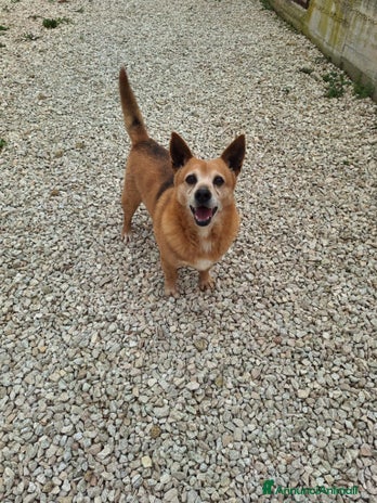 Meticcio cani - Annuncio 7