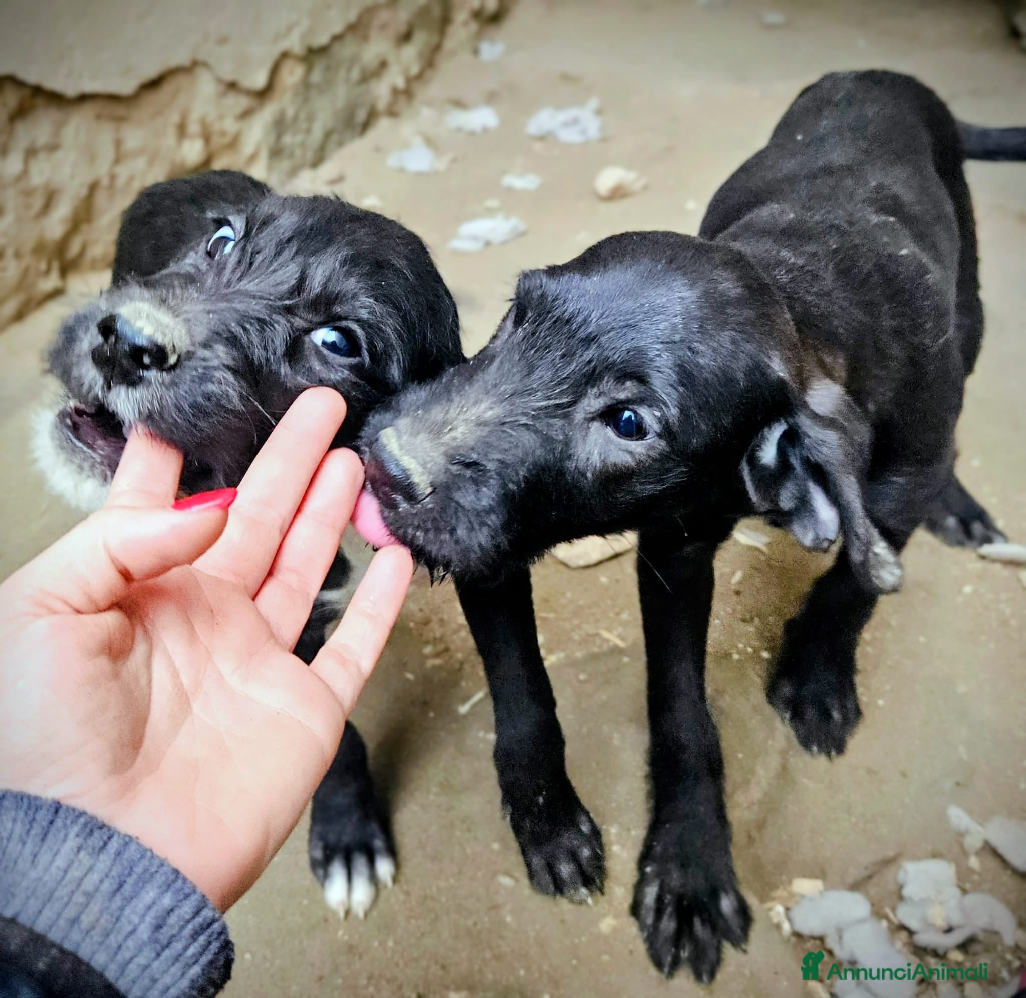 Meticcio cani CUCCIOLI MIX SPINONCINI - Annuncio 2