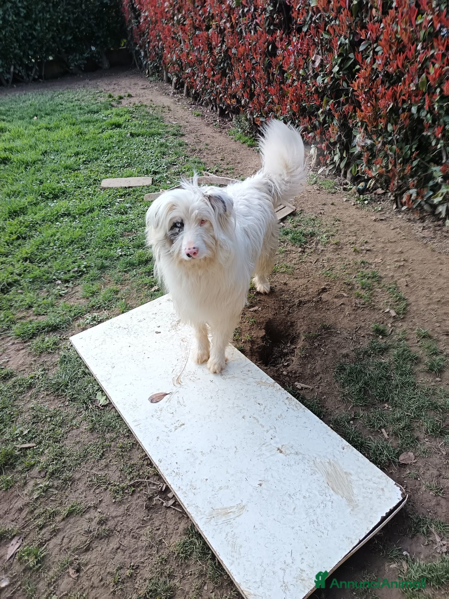 Meticcio cani Nuvola - Annuncio 41