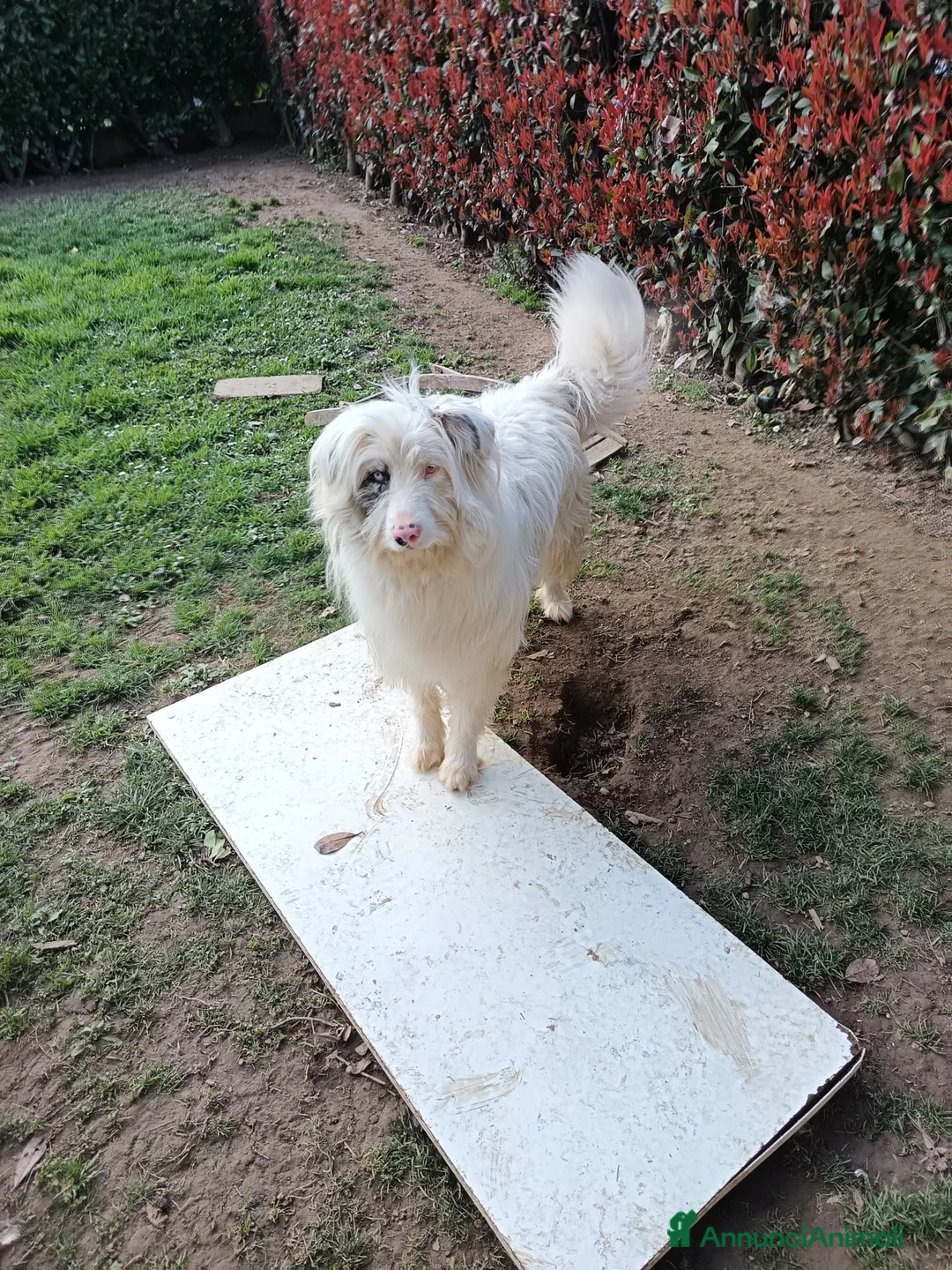 Meticcio cani in regalo: Nuvola - Annuncio 1