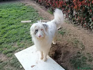 Meticcio cani Nuvola - Annuncio 32