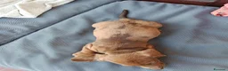 Bassotto cani in vendita: Bassotto arlecchino fulvo  a Provincia di Chieti - Annuncio 5