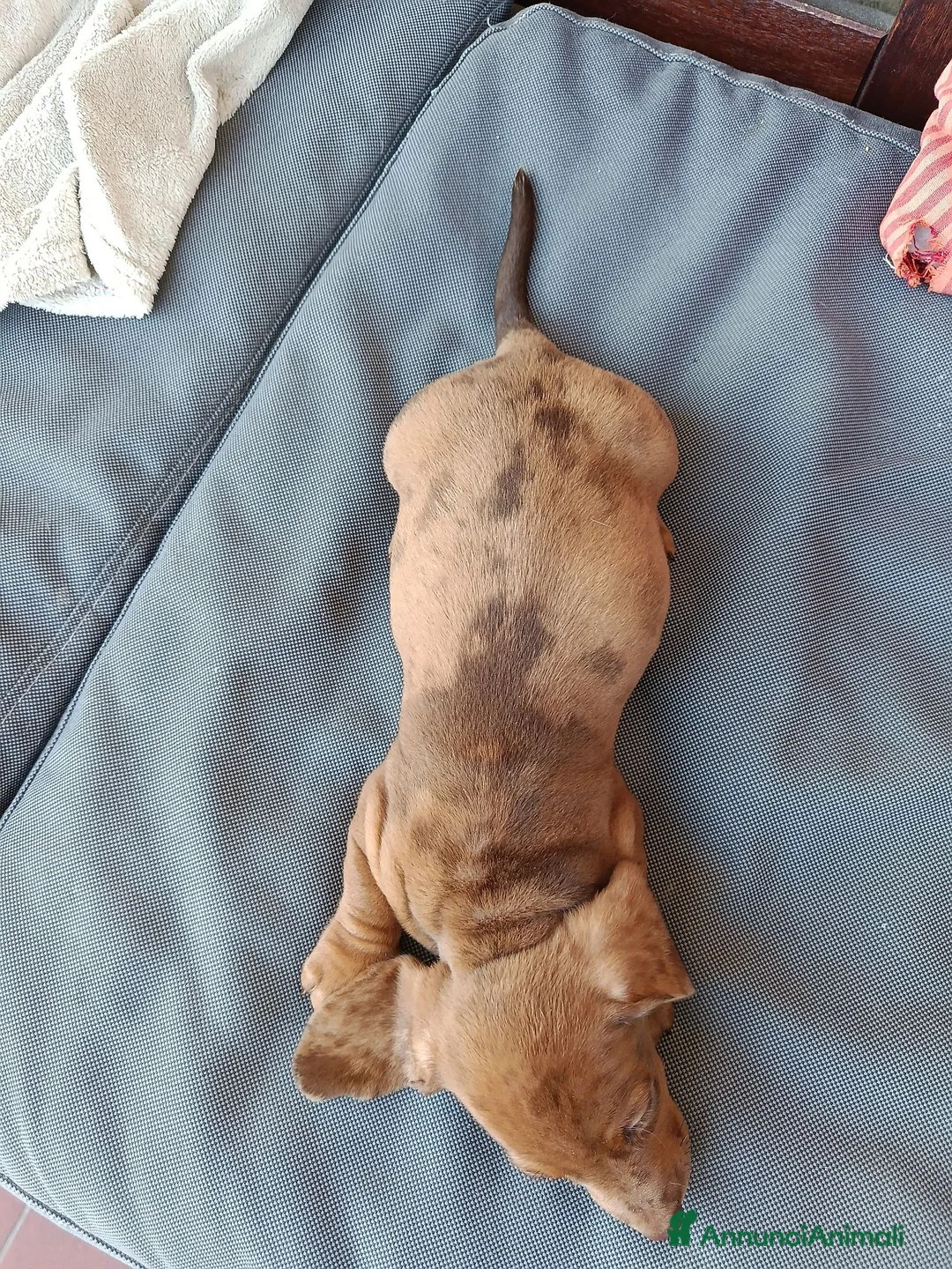 Bassotto cani in vendita: Bassotto arlecchino fulvo  a Provincia di Chieti - Annuncio 5