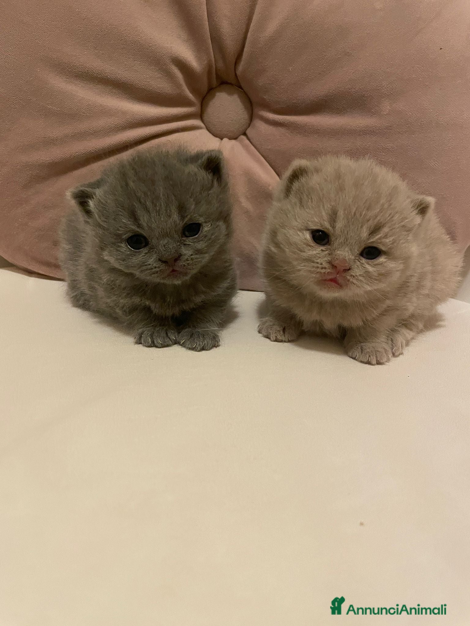 British gatti BELLISSIMI CUCCIOLI BRITISH SHORTHAIR BLU E LILAC - Annuncio 5